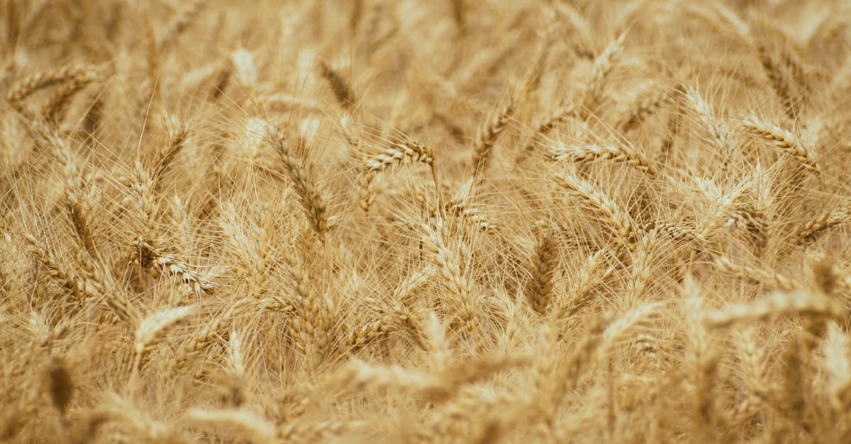 Sécheresse US : Le blé s'envole, l'or réagit?