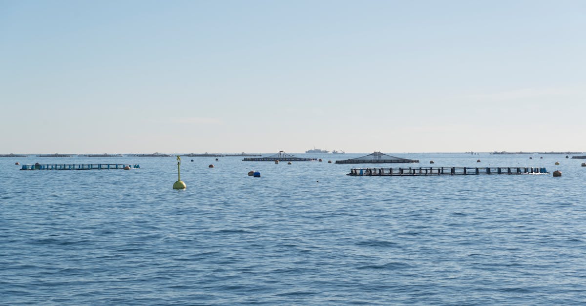 L'Aquaculture : Un Pari Stratégique sur l'Avenir Alimentaire