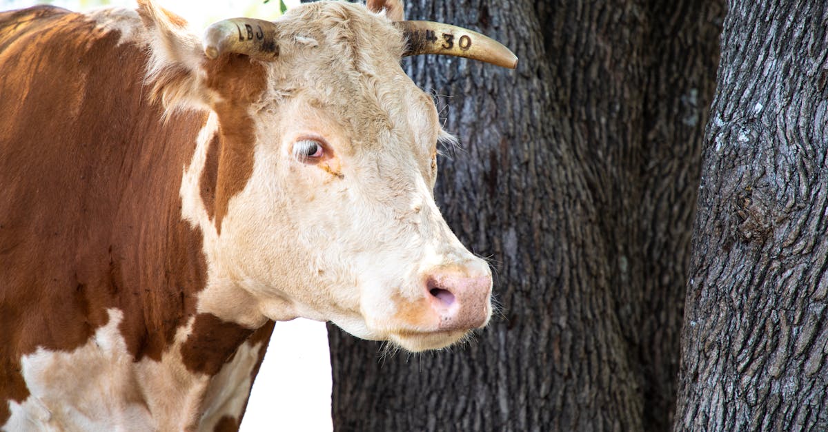 Veau effrayé avec une mouche screwworm sur fond de ranch texan